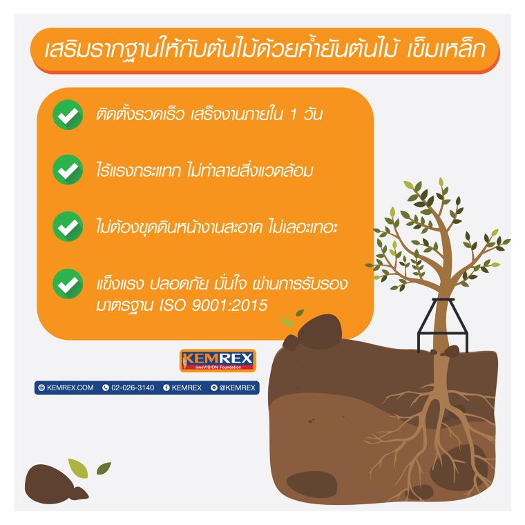 3 สาเหตุหลักที่ทำให้ต้นไม้ใหญ่โค่นล้ม ภาพประกอบ