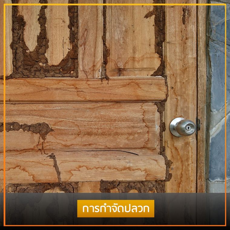 รวมข้อมูลวัสดุศาสตร์ การซ่อมแซมและดูแลรักษาประตูไม้จริง (Wooden Door) ภาพประกอบ