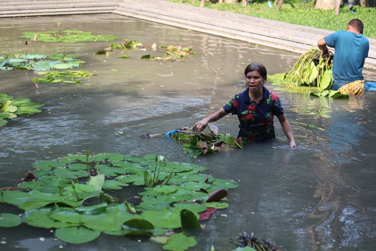 การออกแบบบ่อบัว ภาพประกอบ