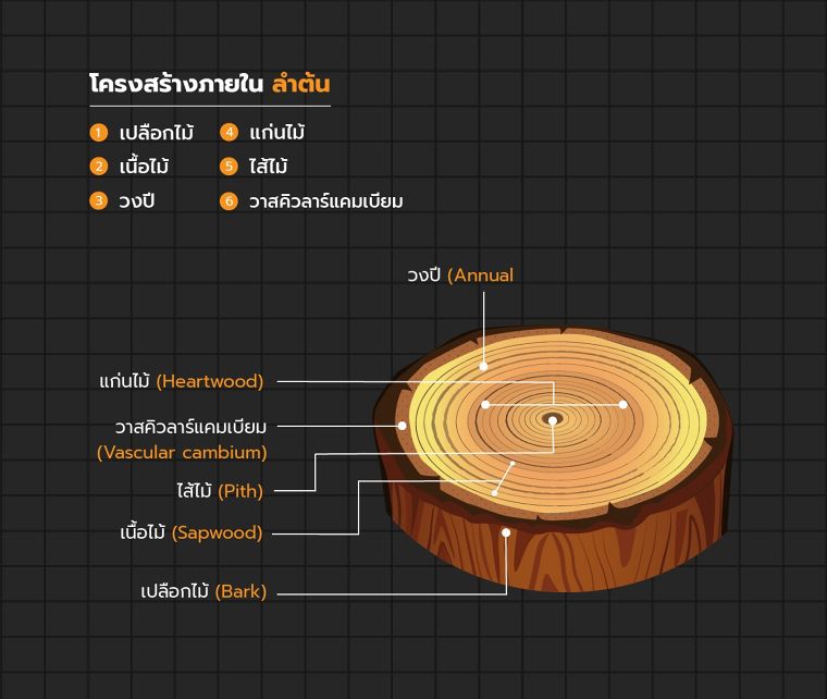 การแบ่งระดับความแข็งของเนื้อไม้ และลักษณะของวงปีไม้ (Wood Hardness Level & Annual ring)  ภาพประกอบ