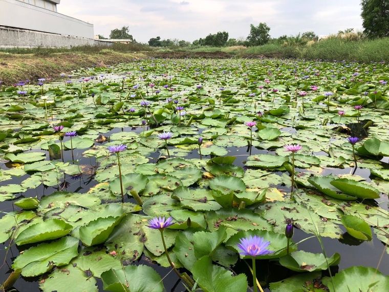 แหล่งรวมของแต่งสวนสมัยใหม่ ครบวงจร ภาพประกอบ