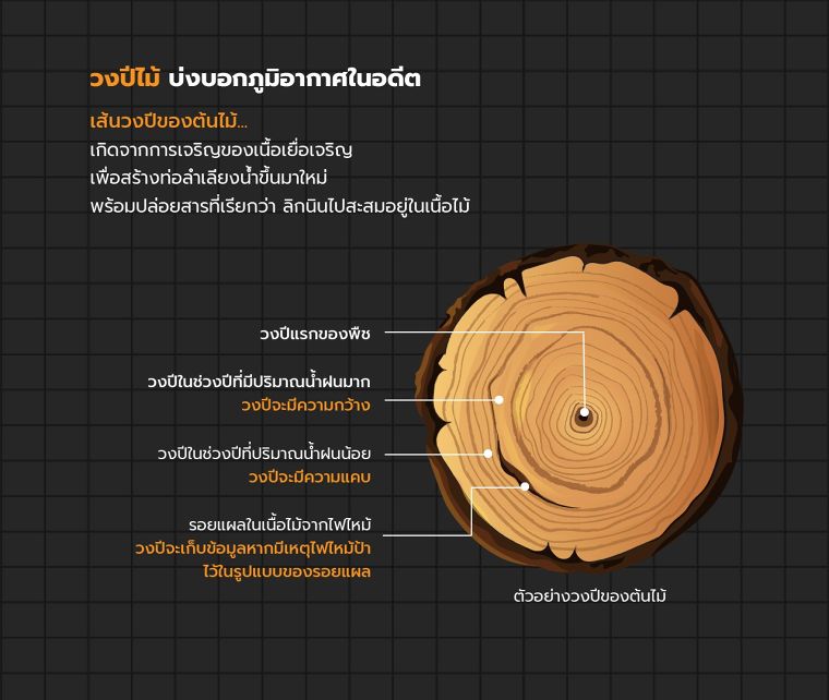 การแบ่งระดับความแข็งของเนื้อไม้ และลักษณะของวงปีไม้ (Wood Hardness Level & Annual ring)  ภาพประกอบ