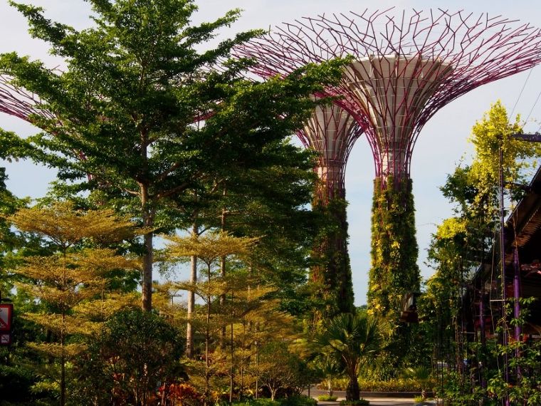 The Gardens by the Bay "Supertrees" tower
ภาพจาก https-//www.gardenclinic.com.au/how-to-grow-article/singapore.jpeg
