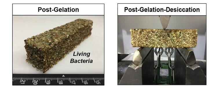 ภาพจาก

https-//www.sciencealert.com/this-concrete-is-packed-with-bacteria-that-help-it-heal-when-damaged.jpeg
